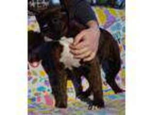 Boxer Puppy for sale in Banks, OR, USA
