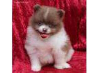 Pomeranian Puppy for sale in Pomona, MO, USA