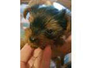 Yorkshire Terrier Puppy for sale in Selden, NY, USA