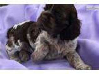 Cocker Spaniel Puppy for sale in Asheville, NC, USA