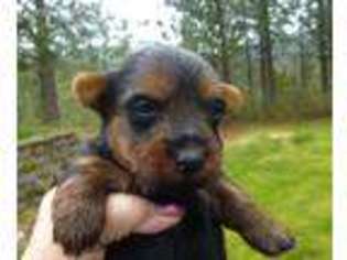 Australian Terrier Puppy for sale in Newport, WA, USA