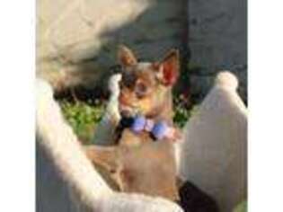 Chihuahua Puppy for sale in San Jose, CA, USA