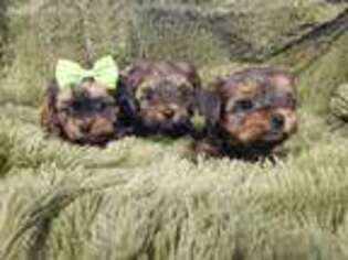 Yorkshire Terrier Puppy for sale in Galivants Ferry, SC, USA