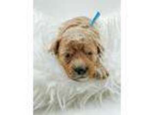 Goldendoodle Puppy for sale in Belton, SC, USA
