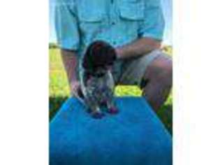 German Shorthaired Pointer Puppy for sale in San Antonio, TX, USA