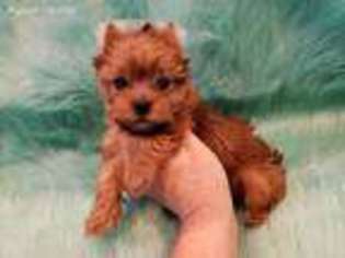 Yorkshire Terrier Puppy for sale in Suwanee, GA, USA