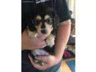 Dachshund Puppy for sale in Chehalis, WA, USA