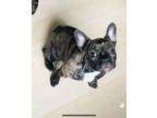 French Bulldog Puppy for sale in Sheboygan, WI, USA