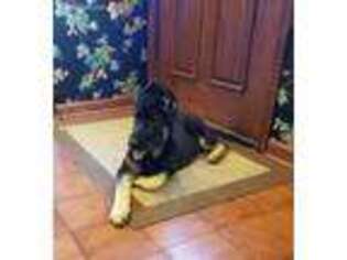 German Shepherd Dog Puppy for sale in Crystal Lake, IL, USA