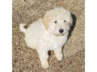 Great Pyrenees Puppy for sale in Towanda, KS, USA