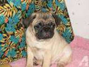 Pug Puppy for sale in ALEXANDRIA, MN, USA