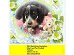 Dachshund Puppy for sale in Columbia, MO, USA