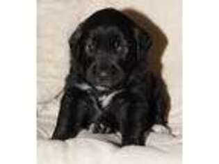 Mutt Puppy for sale in Pepperell, MA, USA