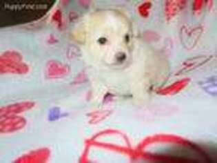 Maltipom Puppy for sale in Howe, OK, USA
