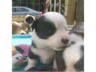 Cardigan Welsh Corgi Puppy for sale in Lynchburg, OH, USA