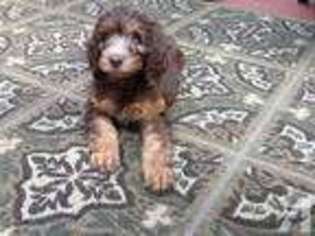 Labradoodle Puppy for sale in ANTIOCH, TN, USA
