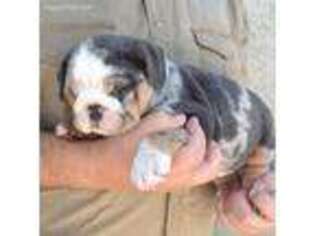 Bulldog Puppy for sale in Rockledge, FL, USA