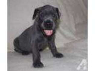 Great Dane Puppy for sale in GUNTOWN, MS, USA