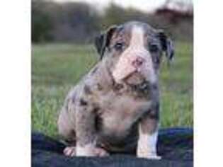 Alapaha Blue Blood Bulldog Puppy for sale in Grafton, OH, USA