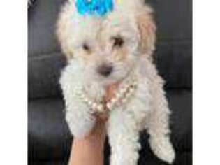 Mutt Puppy for sale in Ware, MA, USA