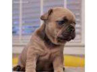 French Bulldog Puppy for sale in Skokie, IL, USA