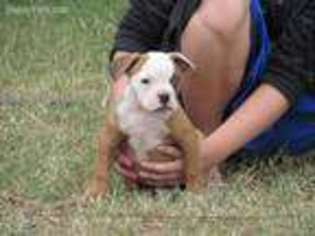 American Bulldog Puppy for sale in Roswell, NM, USA