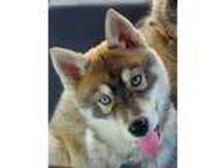 Siberian Husky Puppy for sale in Reelsville, IN, USA