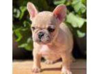 French Bulldog Puppy for sale in Coos Bay, OR, USA