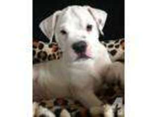Olde English Bulldogge Puppy for sale in SEARS, MI, USA