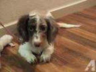 Dachshund Puppy for sale in FOLSOM, CA, USA