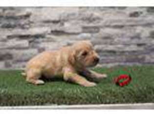 Golden Retriever Puppy for sale in Las Vegas, NV, USA