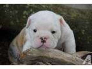 Bulldog Puppy for sale in PLANT CITY, FL, USA