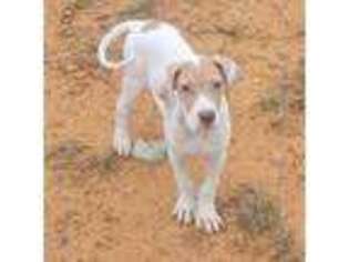 Great Dane Puppy for sale in Eagle Springs, NC, USA