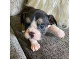 Bulldog Puppy for sale in Conover, NC, USA