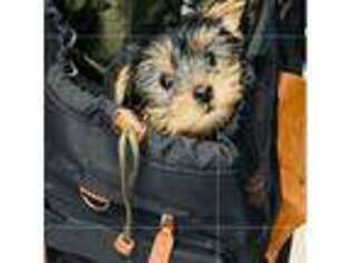 Yorkshire Terrier Puppy for sale in Kings Mountain, NC, USA