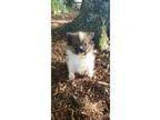Pomeranian Puppy for sale in Union Grove, NC, USA