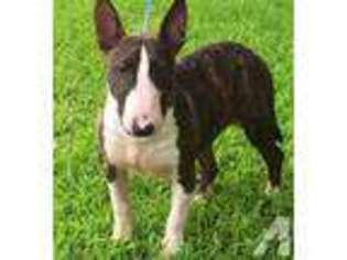 Bull Terrier Puppy for sale in TAMPA, FL, USA