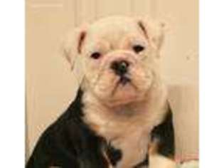 Bulldog Puppy for sale in Carmel, IN, USA