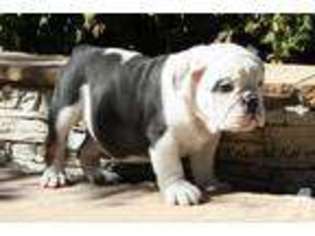 Bulldog Puppy for sale in IRVINE, CA, USA