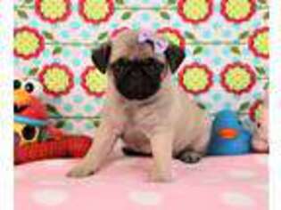 Pug Puppy for sale in Fresno, OH, USA