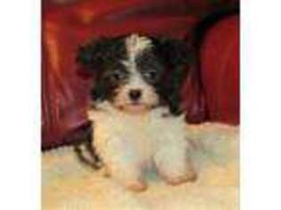 Mi-Ki Puppy for sale in Palestine, TX, USA