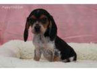 Beagle Puppy for sale in Eden Valley, MN, USA