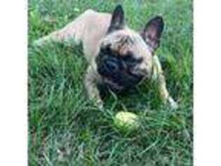 French Bulldog Puppy for sale in Marion, IN, USA