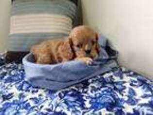 Cavalier King Charles Spaniel Puppy for sale in Ava, IL, USA