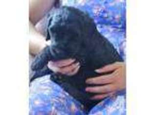 Labradoodle Puppy for sale in LYNDON, KS, USA