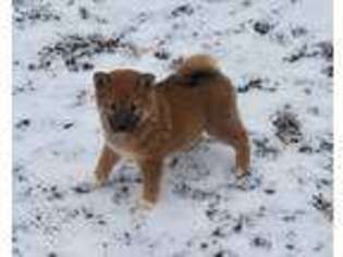 Shiba Inu Puppy for sale in Redkey, IN, USA