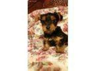 Yorkshire Terrier Puppy for sale in Daisy, OK, USA