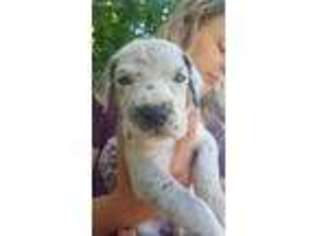 Great Dane Puppy for sale in Ephrata, WA, USA