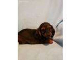 Dachshund Puppy for sale in Cambridge, OH, USA