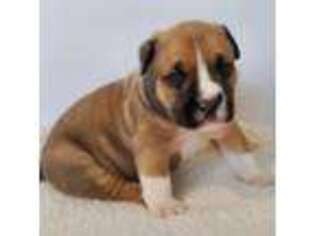 Mutt Puppy for sale in Staten Island, NY, USA